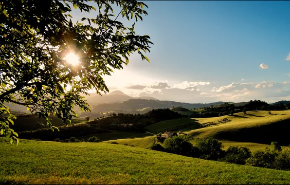 Picture the sun, tree, hills, branch, field