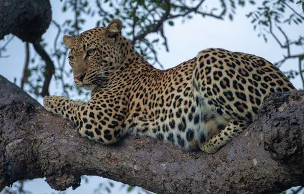 Picture leopard, wild cat, on the tree