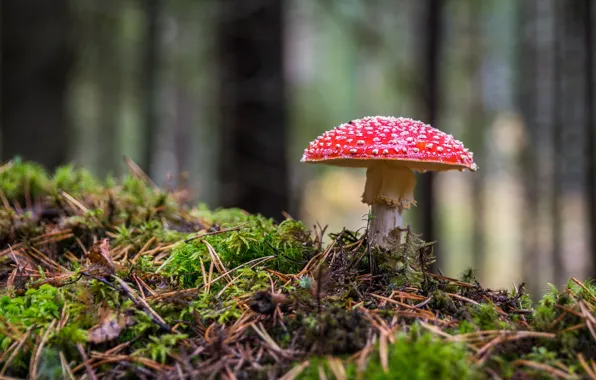 Picture forest, mushroom, moss, mushroom, bokeh