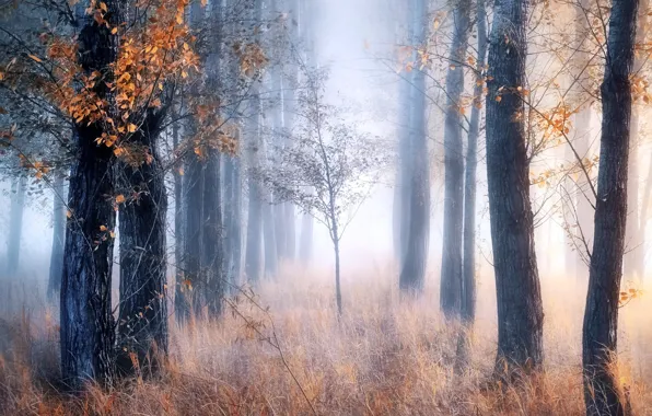 Picture fog, autumn, forest