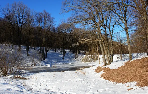 Forest, snow, Sunny, pond, March