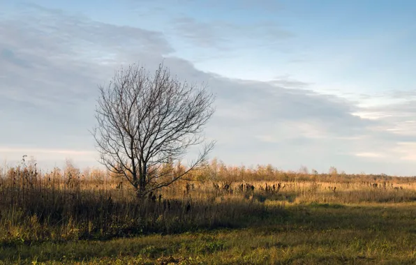 Picture autumn, landscape, nature