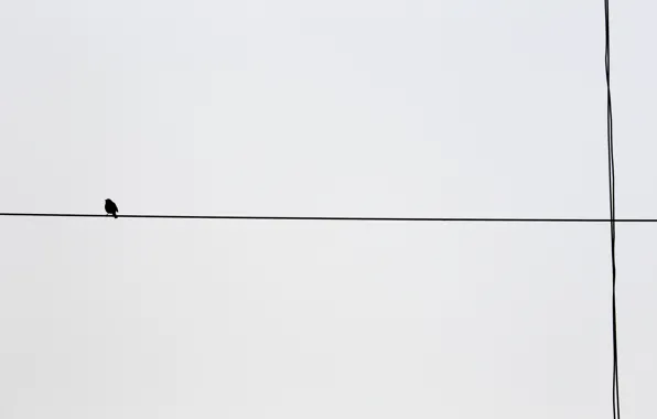 Picture background, bird, wire