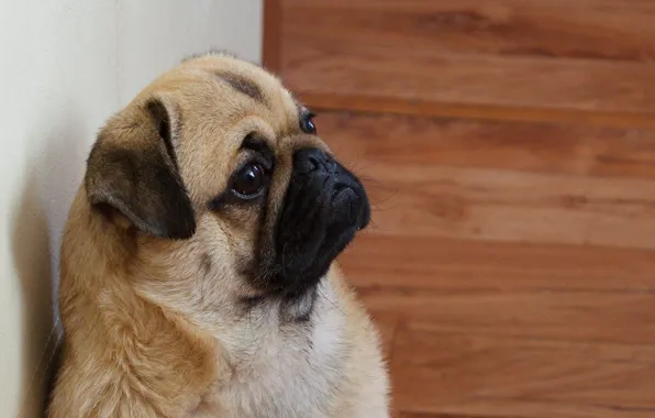 Pug, puppy, puppy, dog, pug