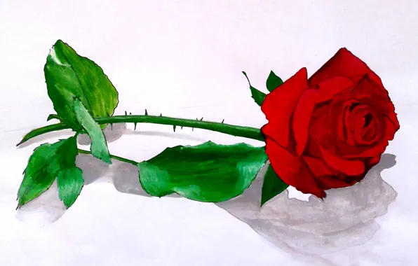 Picture white, red, roses, shadow