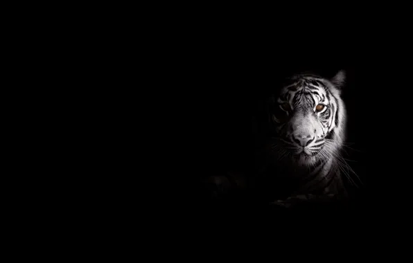Picture strips, tiger, predator, big cat, foo