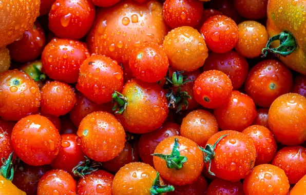 Drops, harvest, tomatoes, a lot, tomatoes, tomatoes, washed