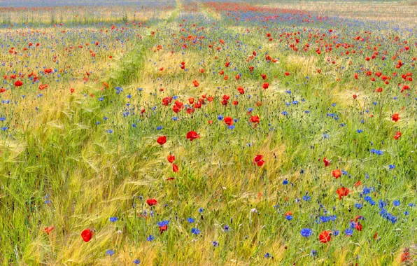 Field, summer, landscape, flowers, nature, rye, Maki, spikelets