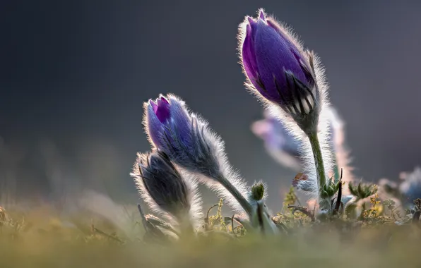 Light, flowers, spring, grey background, buds, clearing, lilac, anemones