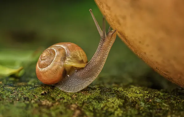 Picture macro, snail, bokeh