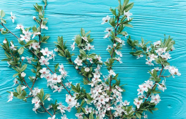 Picture flowers, branches, apple, spring, white, white, Apple, wood