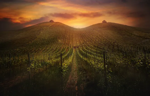 Sunset, garden, vineyard
