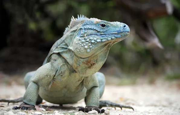 Picture pose, reptile, blue iguana