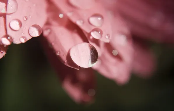 Flower, drops, macro, Rosa, pink, petals