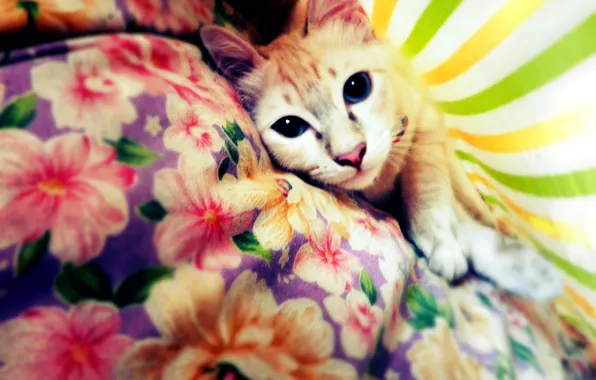 Picture cat, look, blanket, kitten, cat, animal, cute, pet