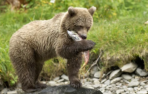 Picture nature, fish, bear