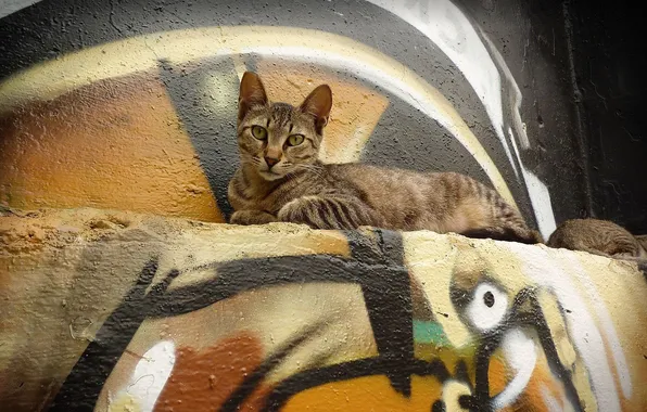 Picture cat, wall, graffiti, lies, looks