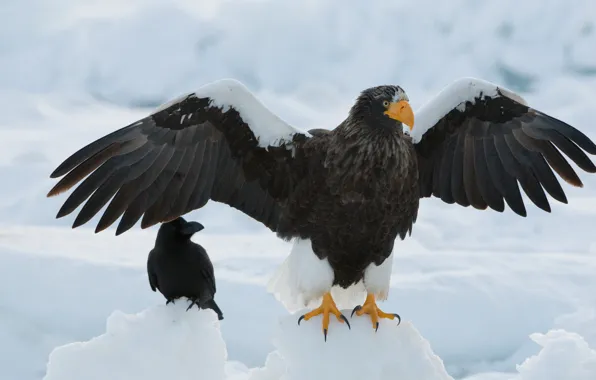 Birds, wings, Raven, floe, Steller's sea eagle