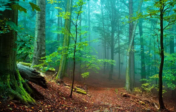 Picture trees, fog, photo, trunks, foliage