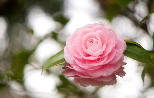 Picture flower, leaves, drops, reflection, pink, petals, Camellia