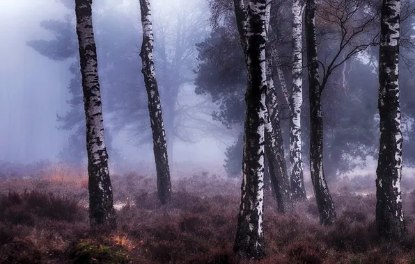 Forest, trees, branches, fog, trunks, glade, morning, haze