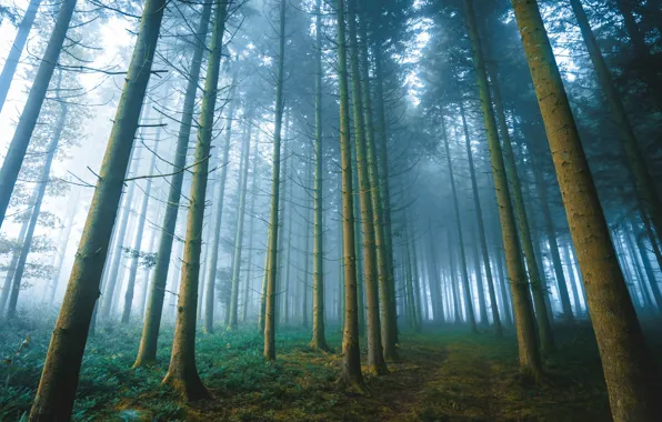 Picture forest, trees, fog