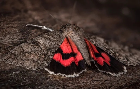 Picture macro, background, butterfly, insect, bark