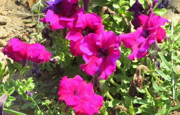 Petunias, Meduzanol ©, summer 2018