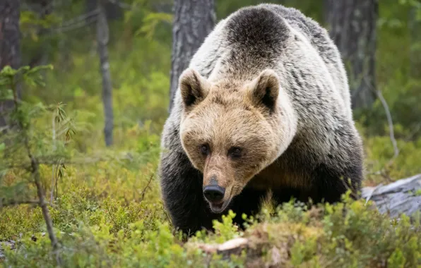 Glade, bear, walk