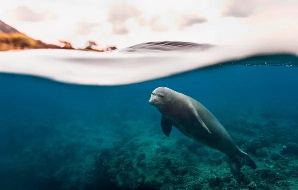 Sea, wave, seal, Navy seal