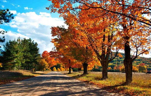 Picture road, autumn, forest, trees, the colors of autumn