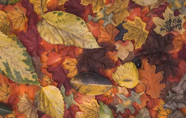 Picture autumn, leaves, background, colorful, wood, background, autumn, leaves