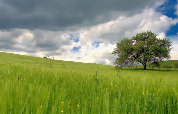 Picture field, summer, trees