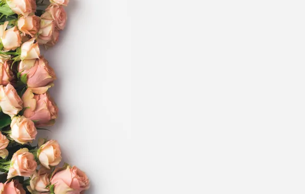Picture flowers, roses, white background, buds
