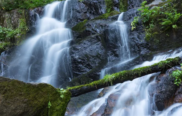 Greens, forest, stones, waterfall, moss, CA, USA, Sequoia National Park