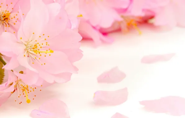 Picture flowers, beauty, spring, petals, blur, stamens, gentle, pink