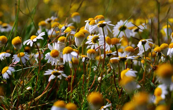 Summer, flowers, glade, chamomile, meadow, white, field, bokeh