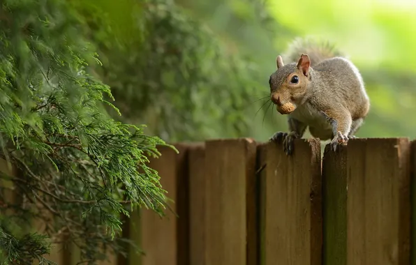 Background, the fence, protein