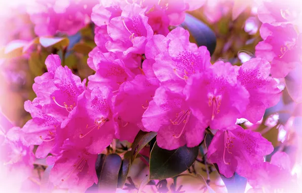 Leaves, macro, flowers, flower