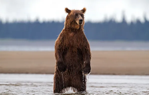 Picture forest, the sky, water, bear