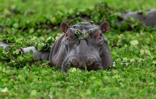 Picture greens, face, leaves, swamp, bathing, Hippo, Africa, pond