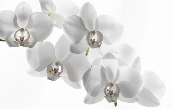 Picture white background, Orchid, white Orchid