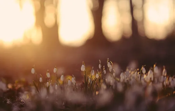 Forest, flowers, nature
