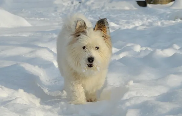 Winter, Snow, Dog, Dog, Winter, Snow, The West highland white Terrier