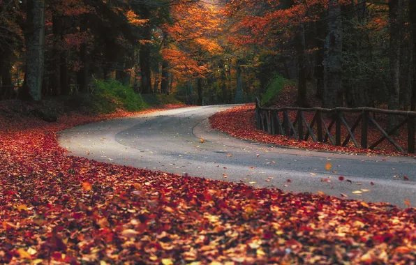 Road, autumn, forest, trees, branches, Park, foliage, the fence