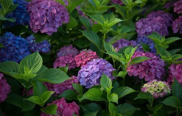 Picture leaves, inflorescence, hydrangea