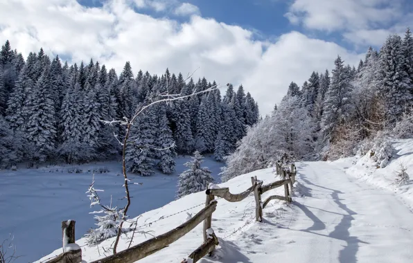 Picture winter, forest, the sky, the sun, clouds, snow, trees, the fence