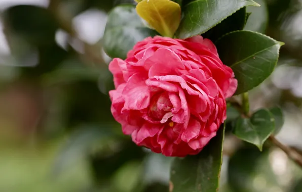 Picture leaves, macro, flowers, red, bokeh, Camellia