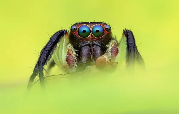 Eyes, macro, fly, black, spider, green background, jumper, jumper