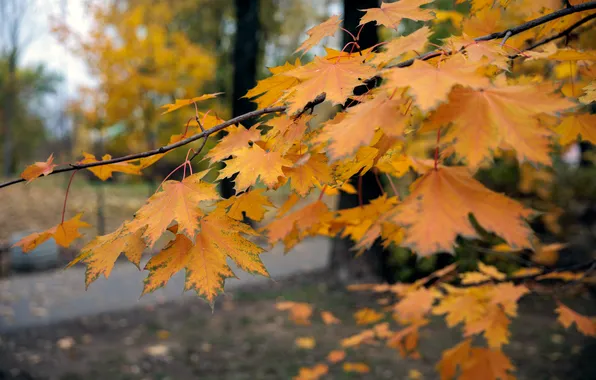 Autumn, Maple, Park, Yellow leaves, Autumn leaves